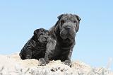 SHAR-PEI 598